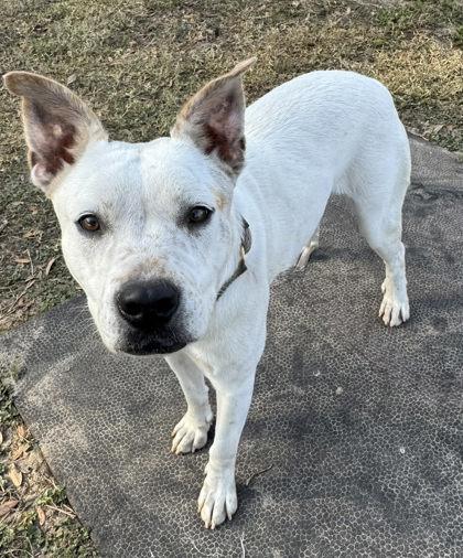 Pee Wee, a ADOPTABLE mixed breed in Inverness, FL image 2/2