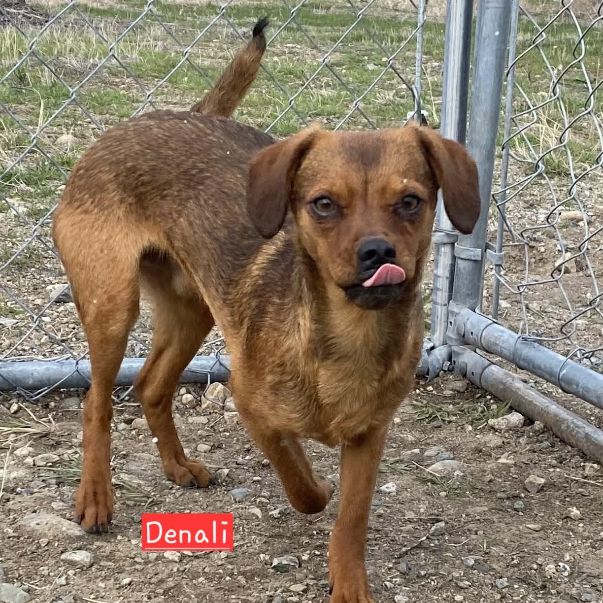 Enlarge Denali, a Adoptable mixed breed in Olympia, WA image 3/4