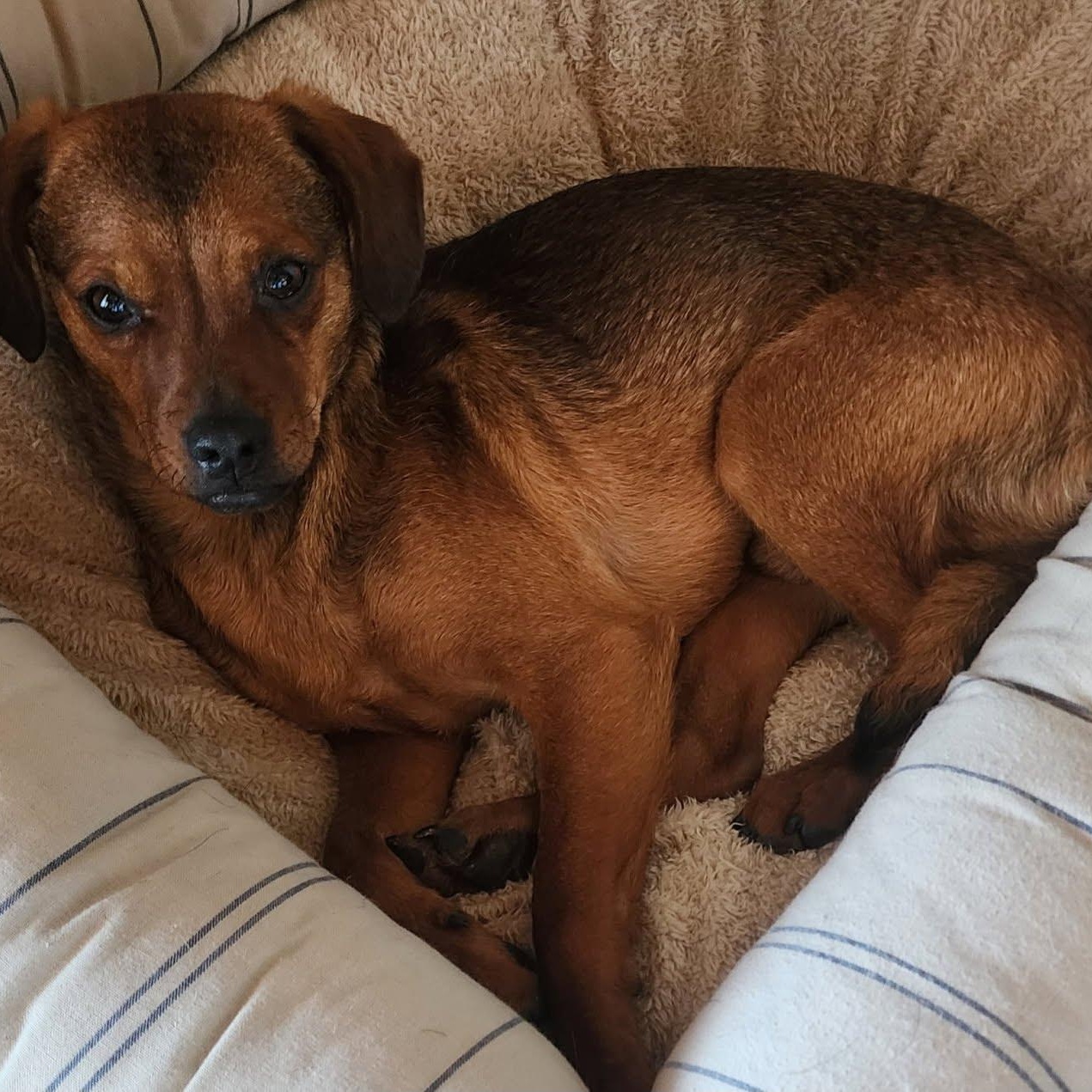 Denali, a Adoptable mixed breed in Olympia, WA image 4/6