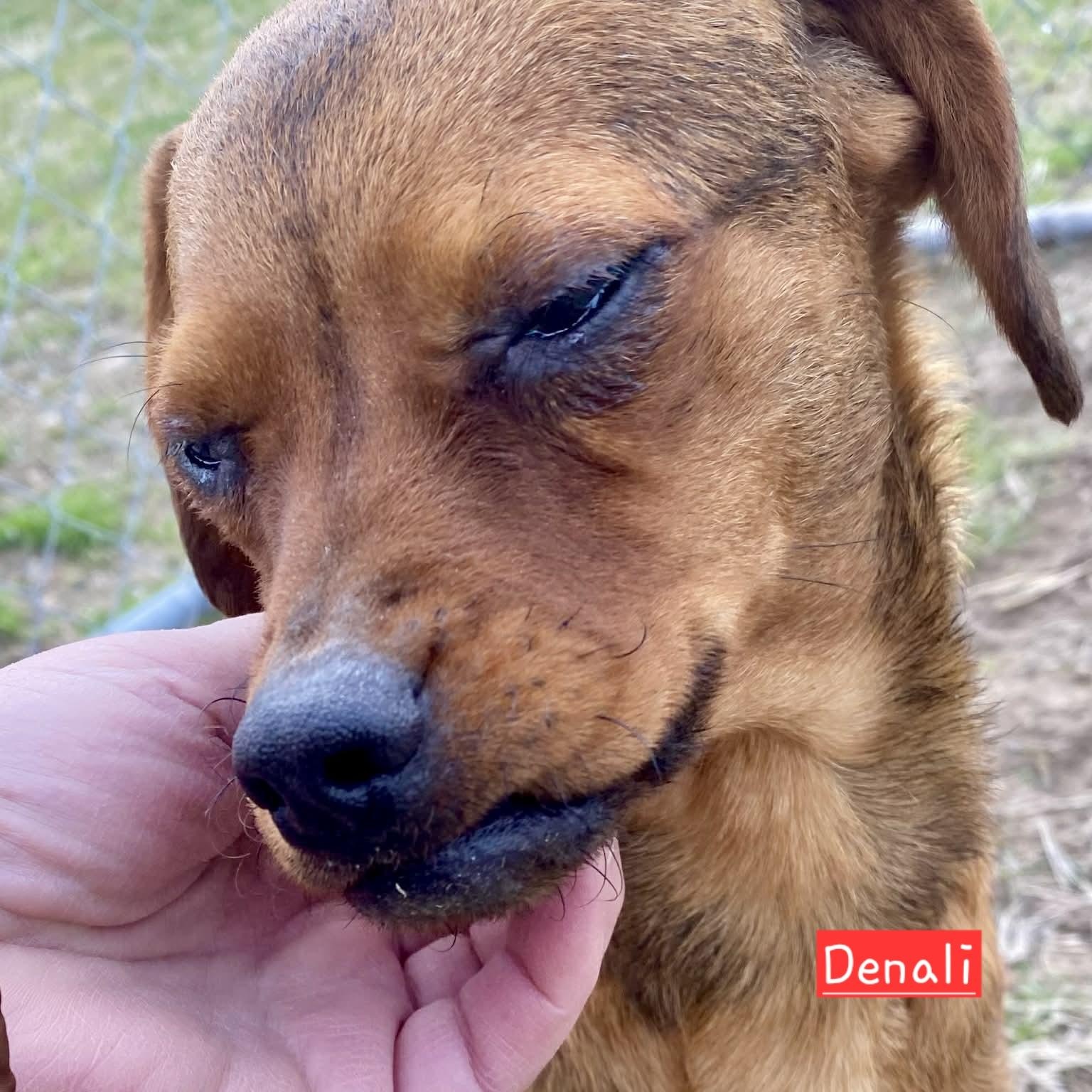 Denali, Adoptable, Young Male Chihuahua.