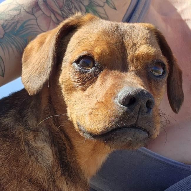 Denali, Adoptable, Young Male Chihuahua.