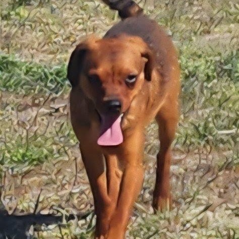 Denali, a Adoptable mixed breed in Olympia, WA image 5/6