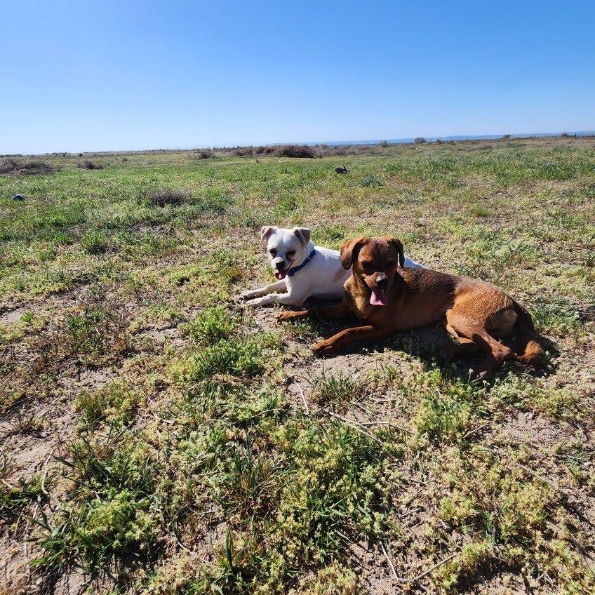 Denali, a Adoptable mixed breed in Olympia, WA image 6/6