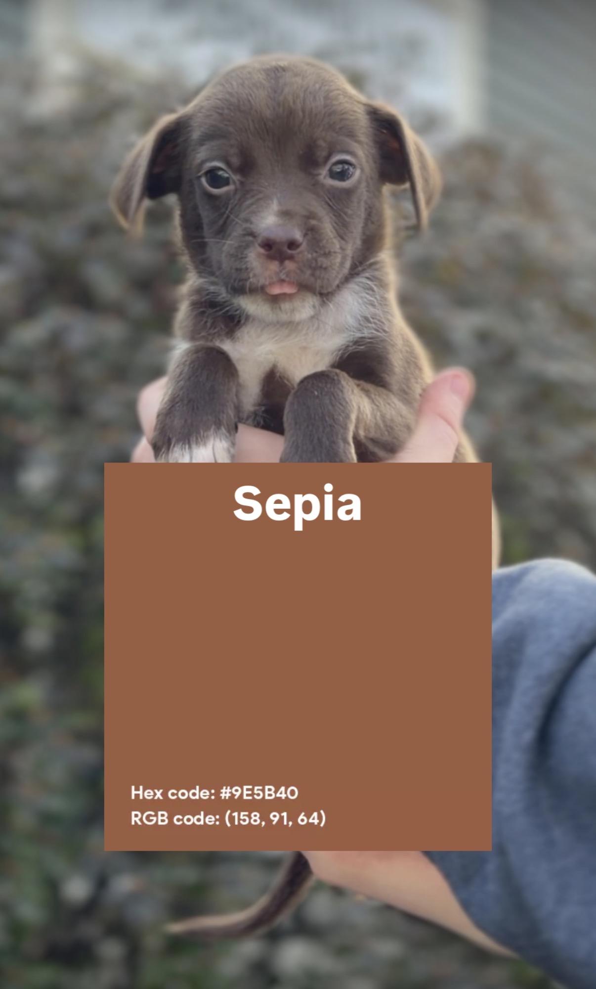 Enlarge Sepia, an adopted mixed breed in Avon, CT image 4/4