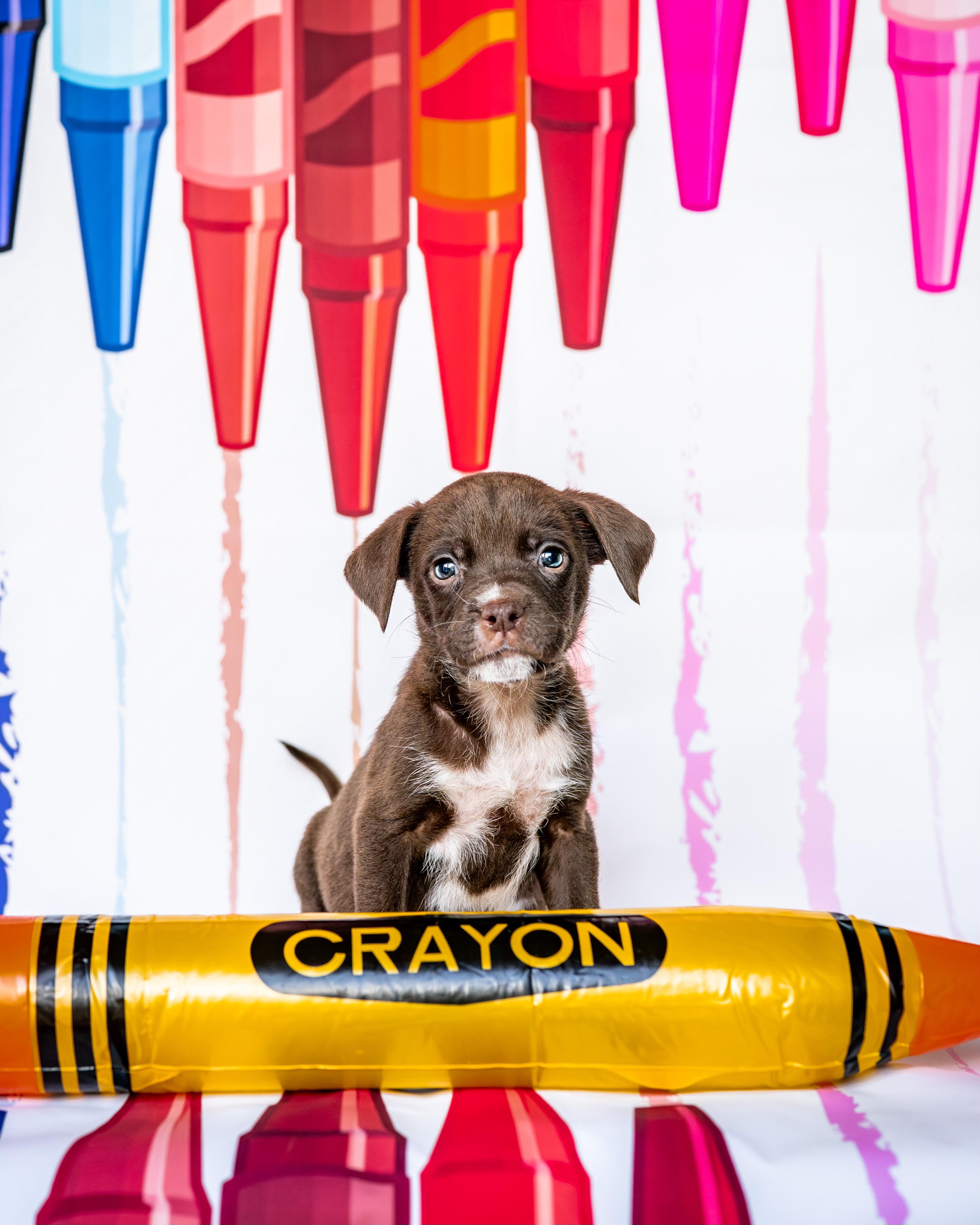 Sepia, adopted, Puppy Female Labrador Retriever & Pit Bull Terrier.