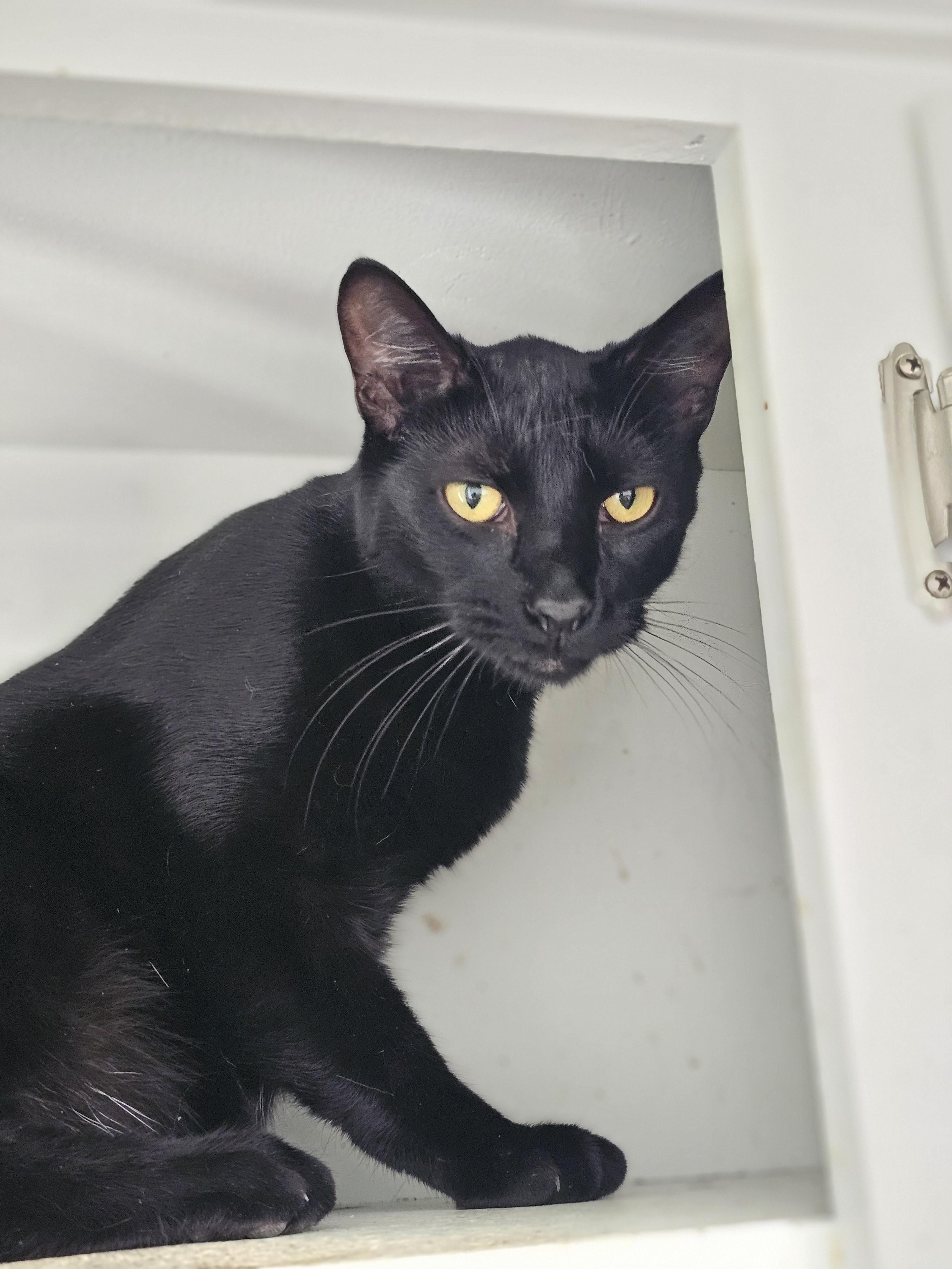 Enlarge Grover, a Adoptable mixed breed in Pinson, AL image 1/6