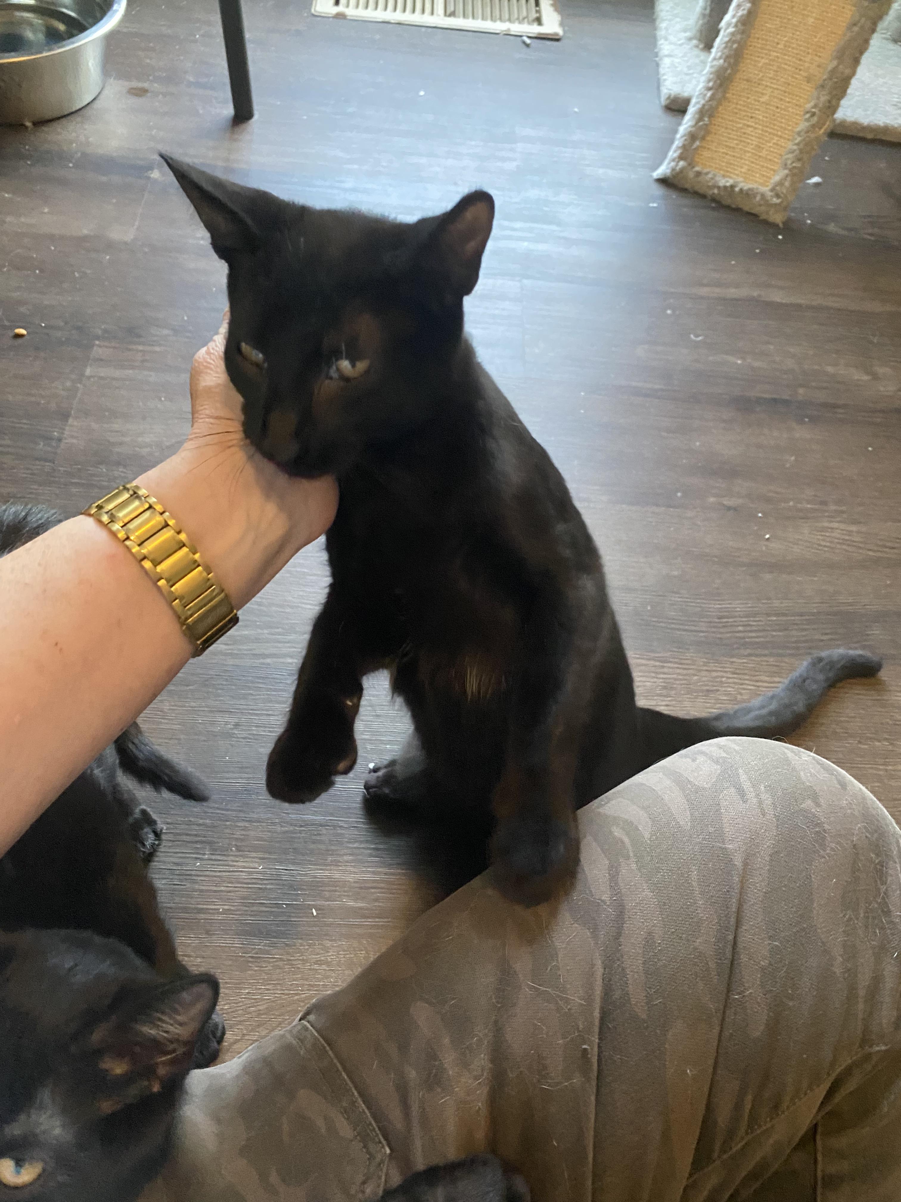 Grover, Adoptable, Adult Male Domestic Short Hair.