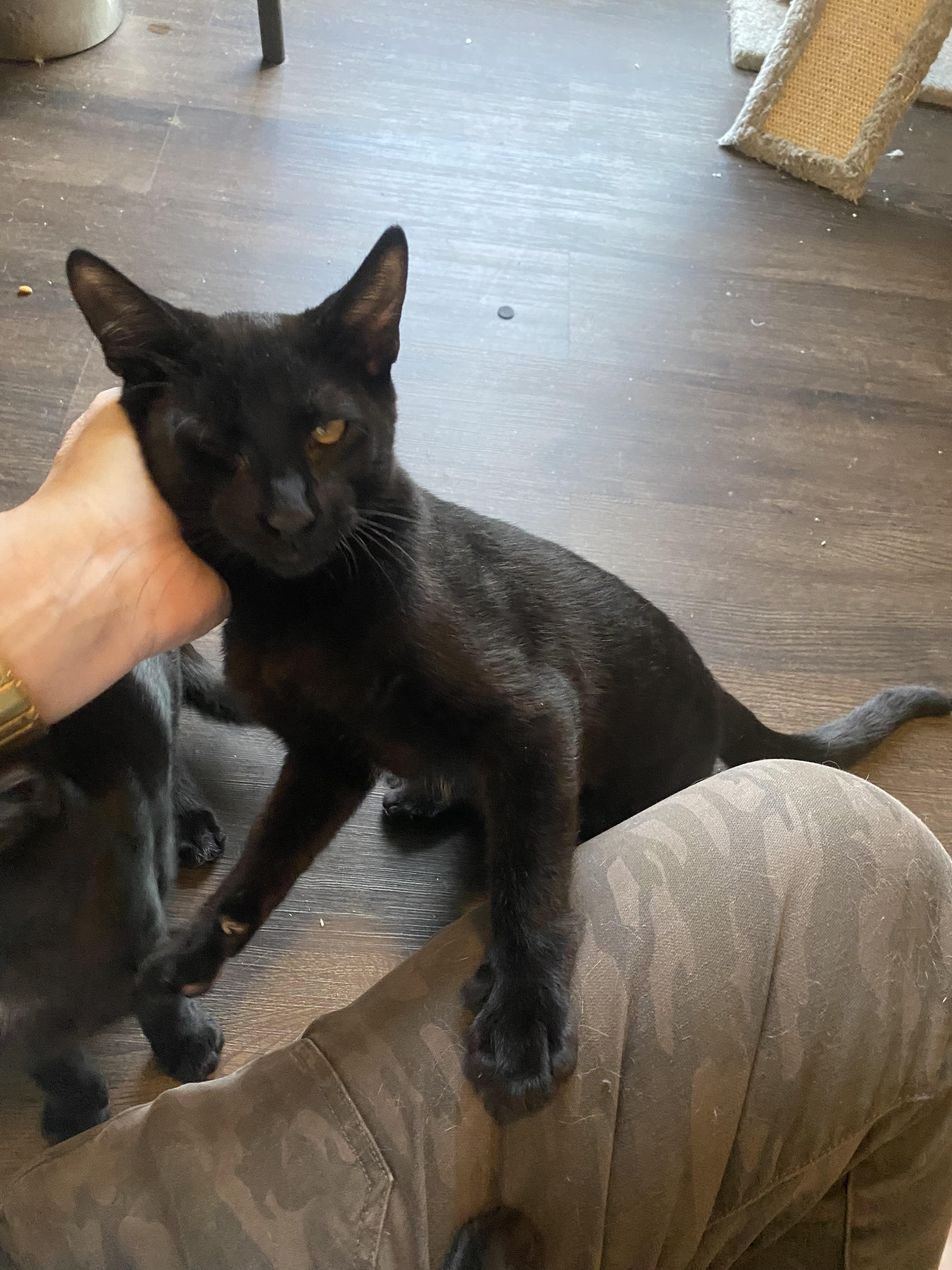 Enlarge Grover, a Adoptable mixed breed in Pinson, AL image 5/6