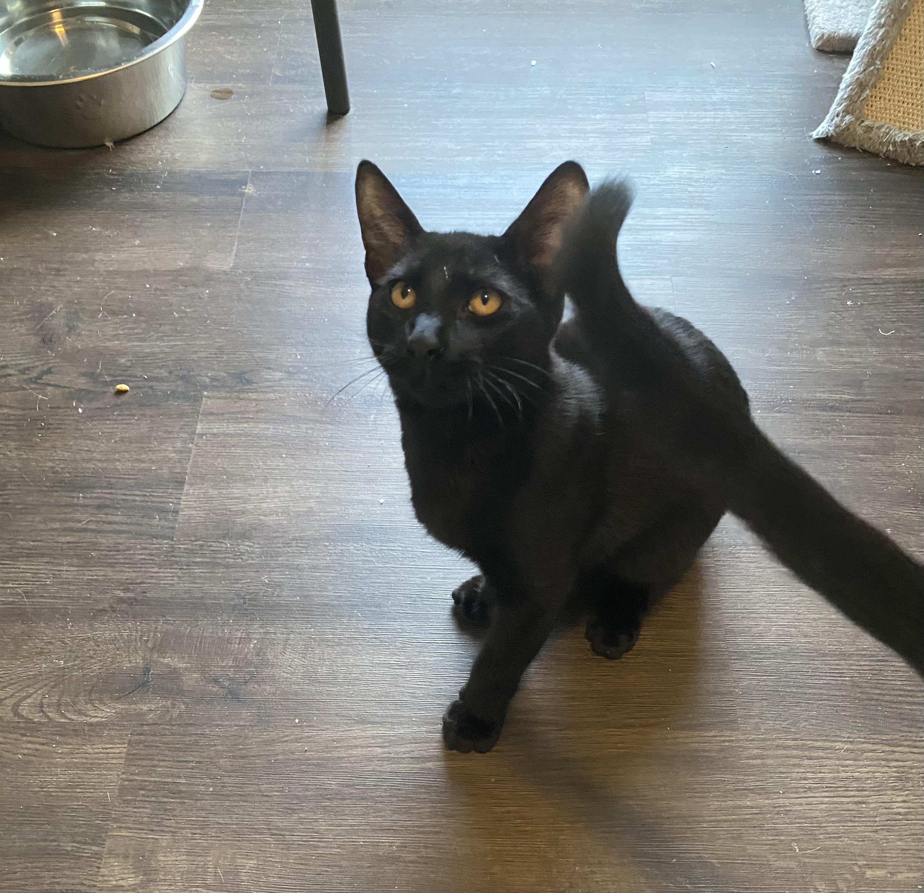 Grover, Adoptable, Adult Male Domestic Short Hair.