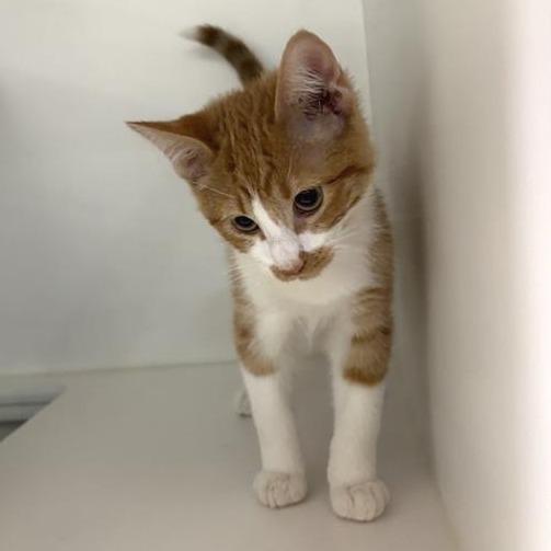 Clay Puppington, Adoptable, Kitten Male Domestic Short Hair.
