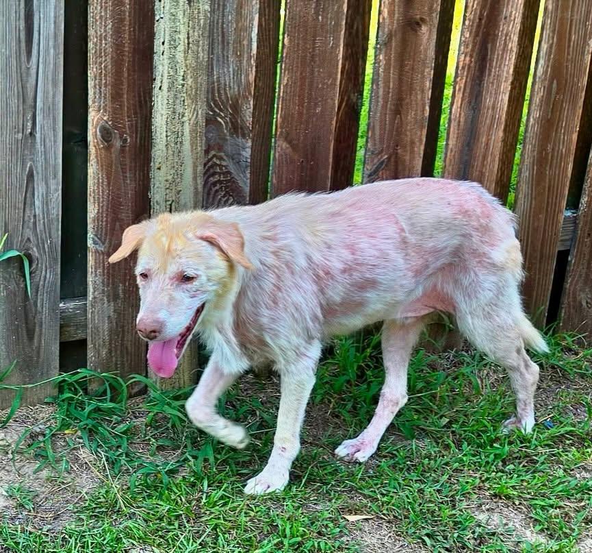 Enlarge Echo, a ADOPTABLE mixed breed in Raleigh, NC image 3/6