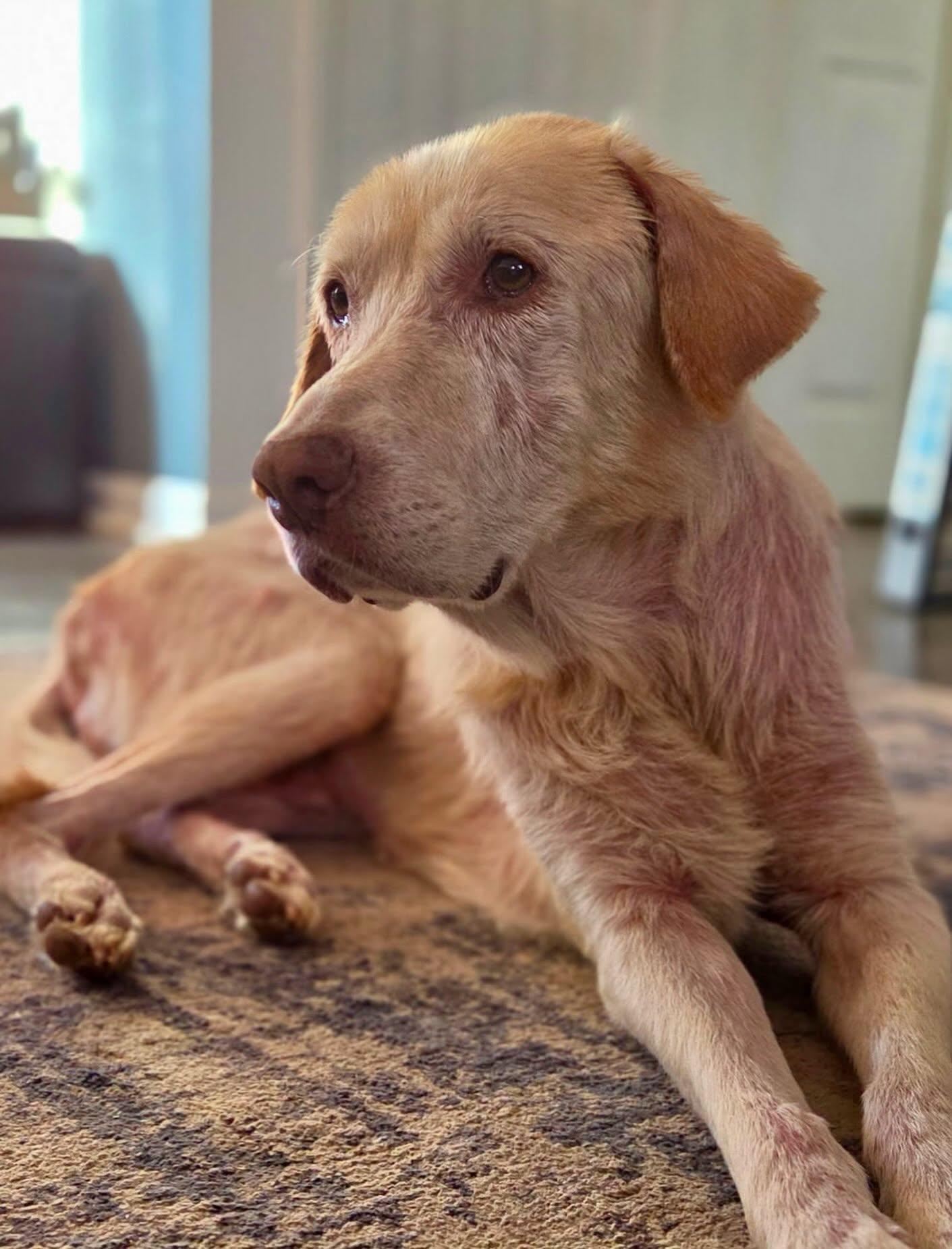 Echo, ADOPTABLE, Adult Male Labrador Retriever.