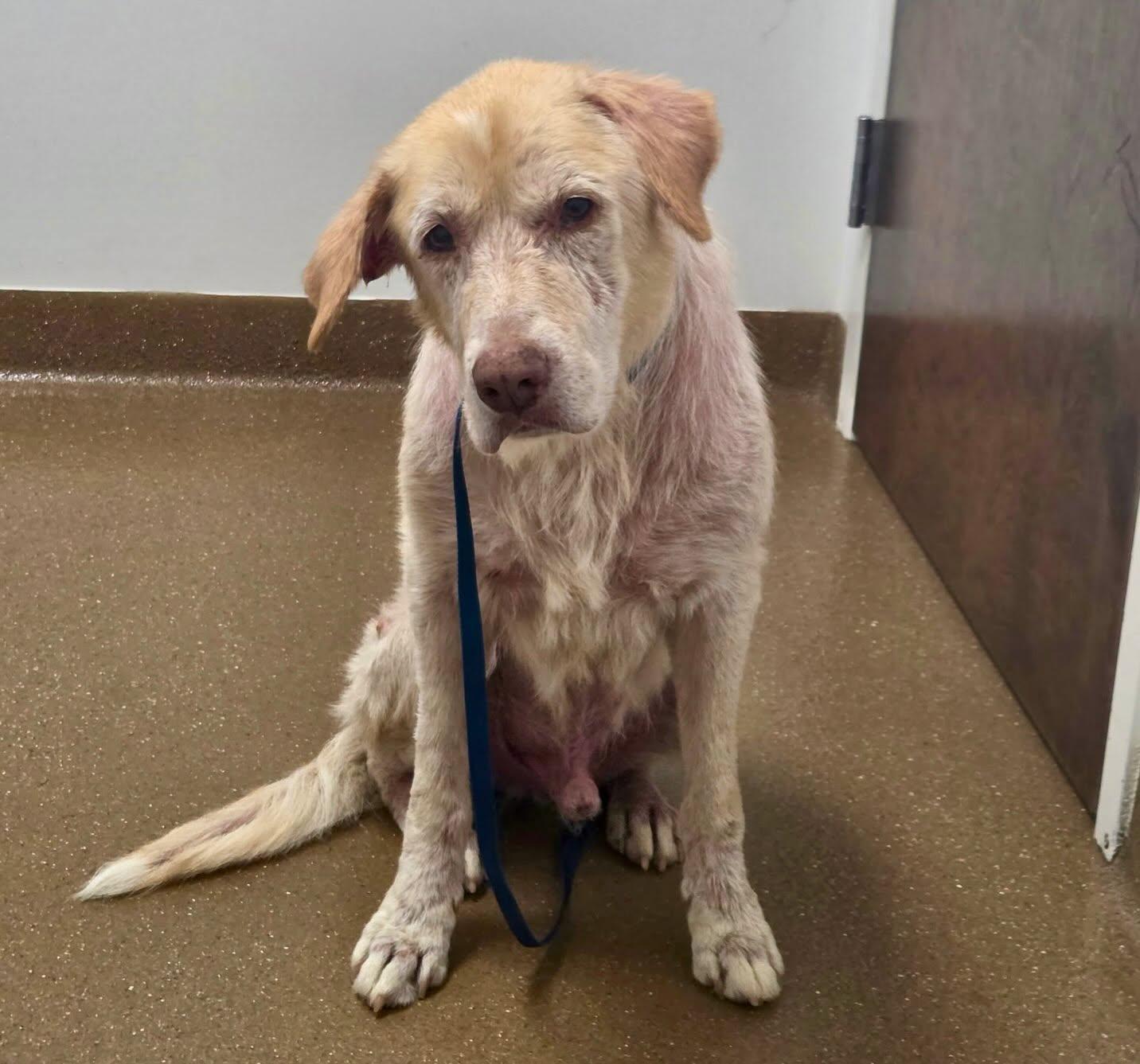 Enlarge Echo, a ADOPTABLE mixed breed in Raleigh, NC image 6/6