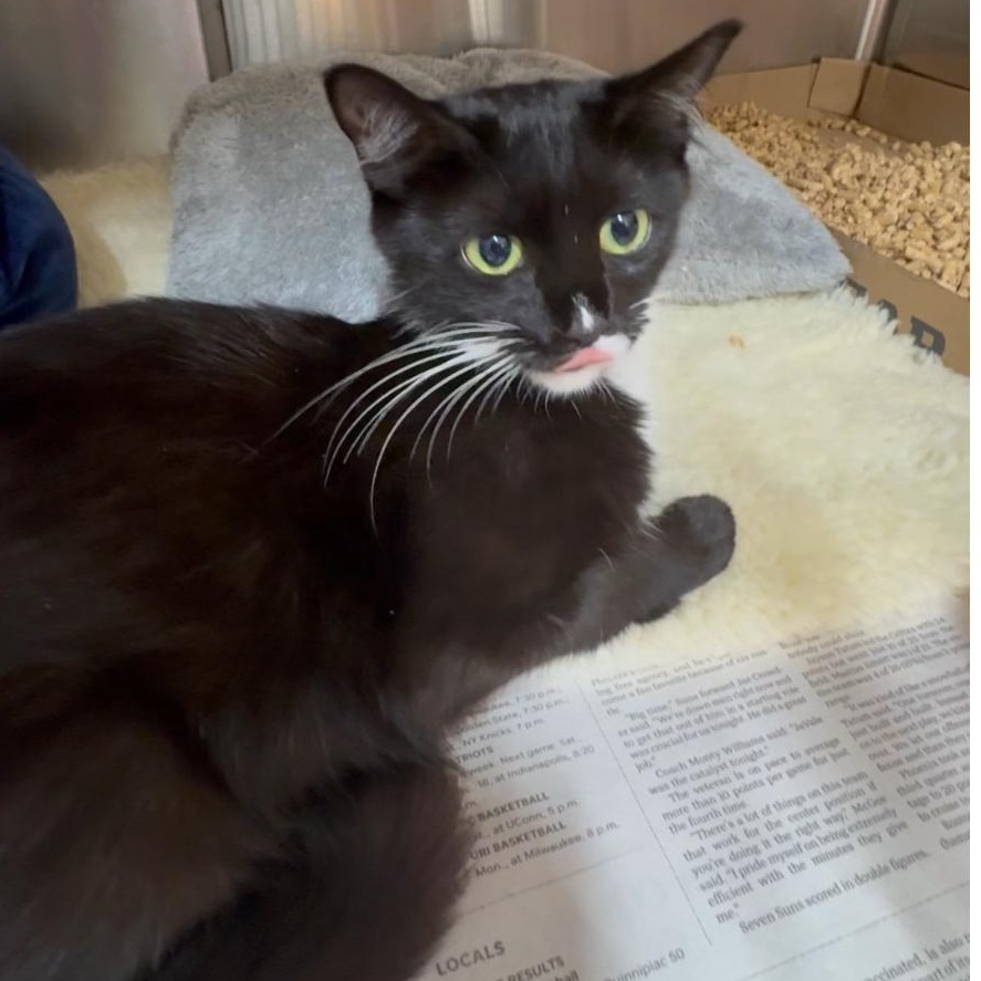 Salty, Adoptable, Young Male Domestic Short Hair & Tuxedo.