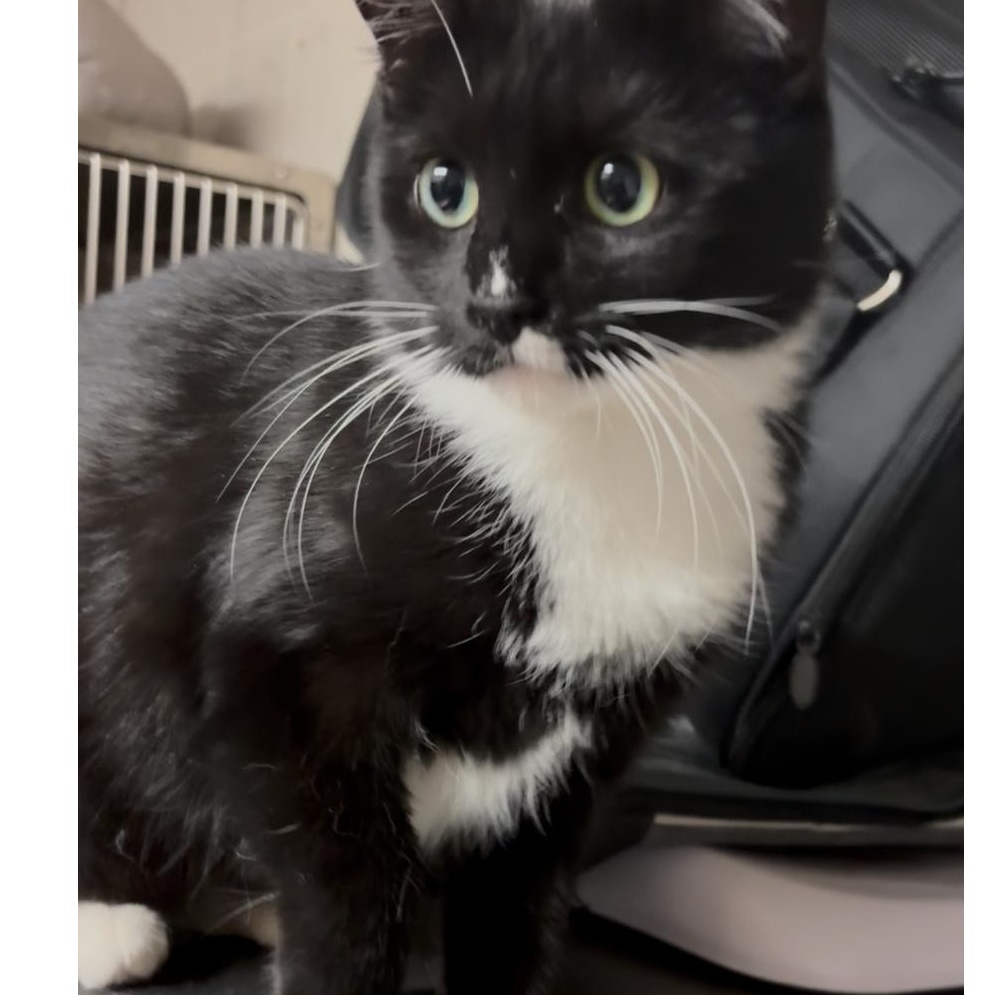 Salty, a Adoptable mixed breed in North Kingstown, RI image 3/6