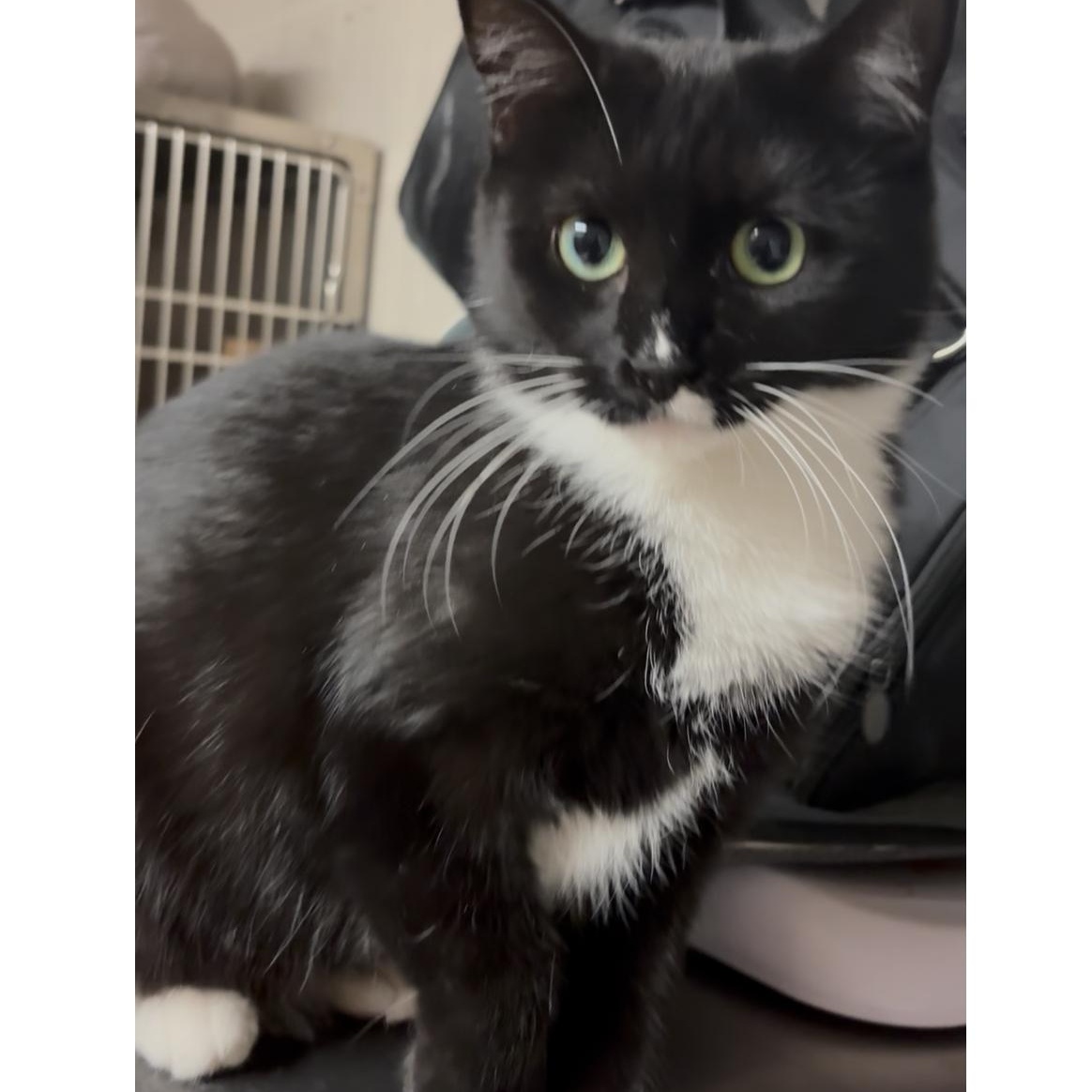 Salty, a Adoptable mixed breed in North Kingstown, RI image 4/6