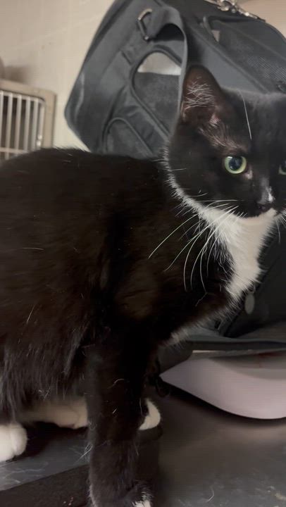 Enlarge Salty, a Adoptable mixed breed in North Kingstown, RI video 6/6