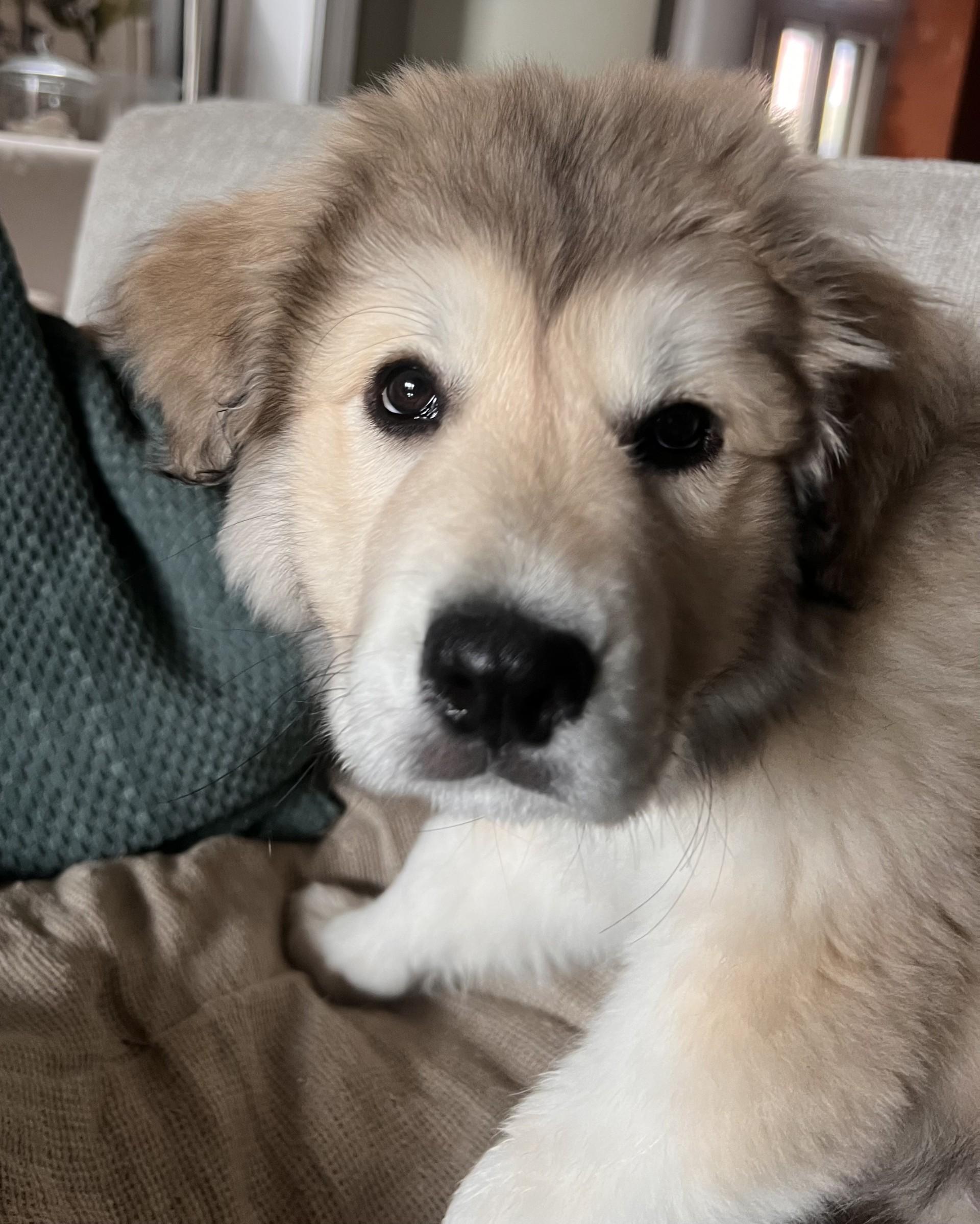Enlarge Siena, a ADOPTABLE Great Pyrenees in Pittsburgh, PA image 5/5