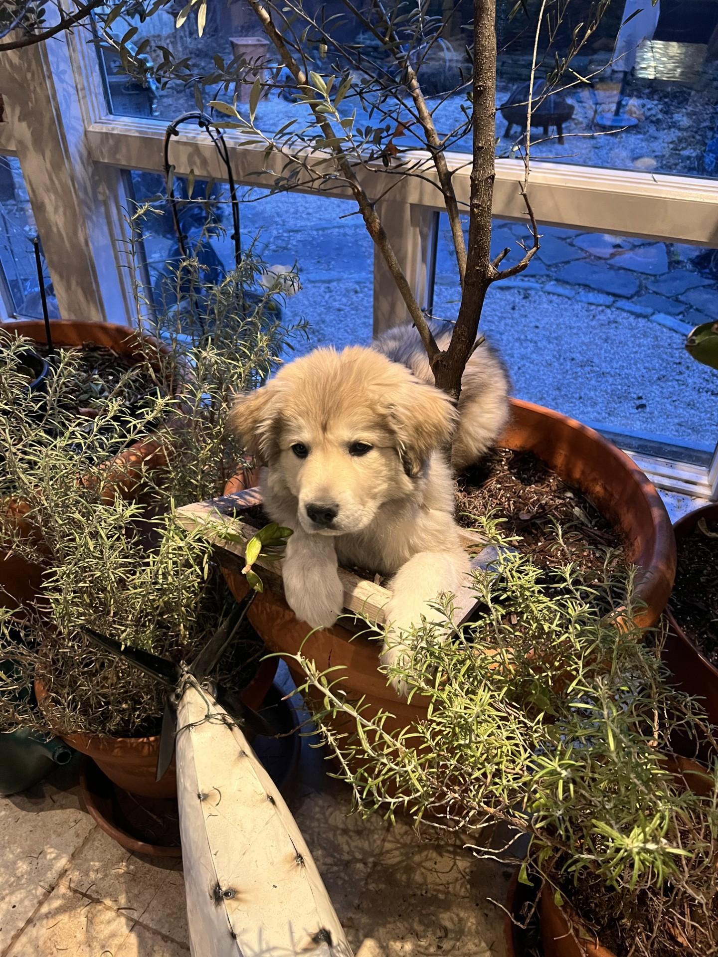 Siena, ADOPTABLE, Puppy Female Great Pyrenees.