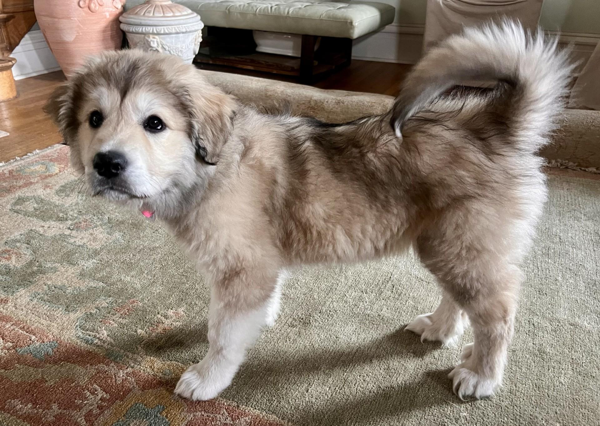 Enlarge Siena, a ADOPTABLE Great Pyrenees in Pittsburgh, PA image 3/5