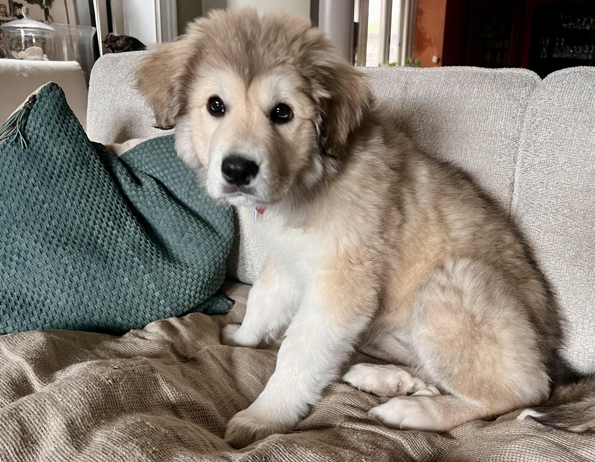 Enlarge Siena, a ADOPTABLE Great Pyrenees in Pittsburgh, PA image 2/5