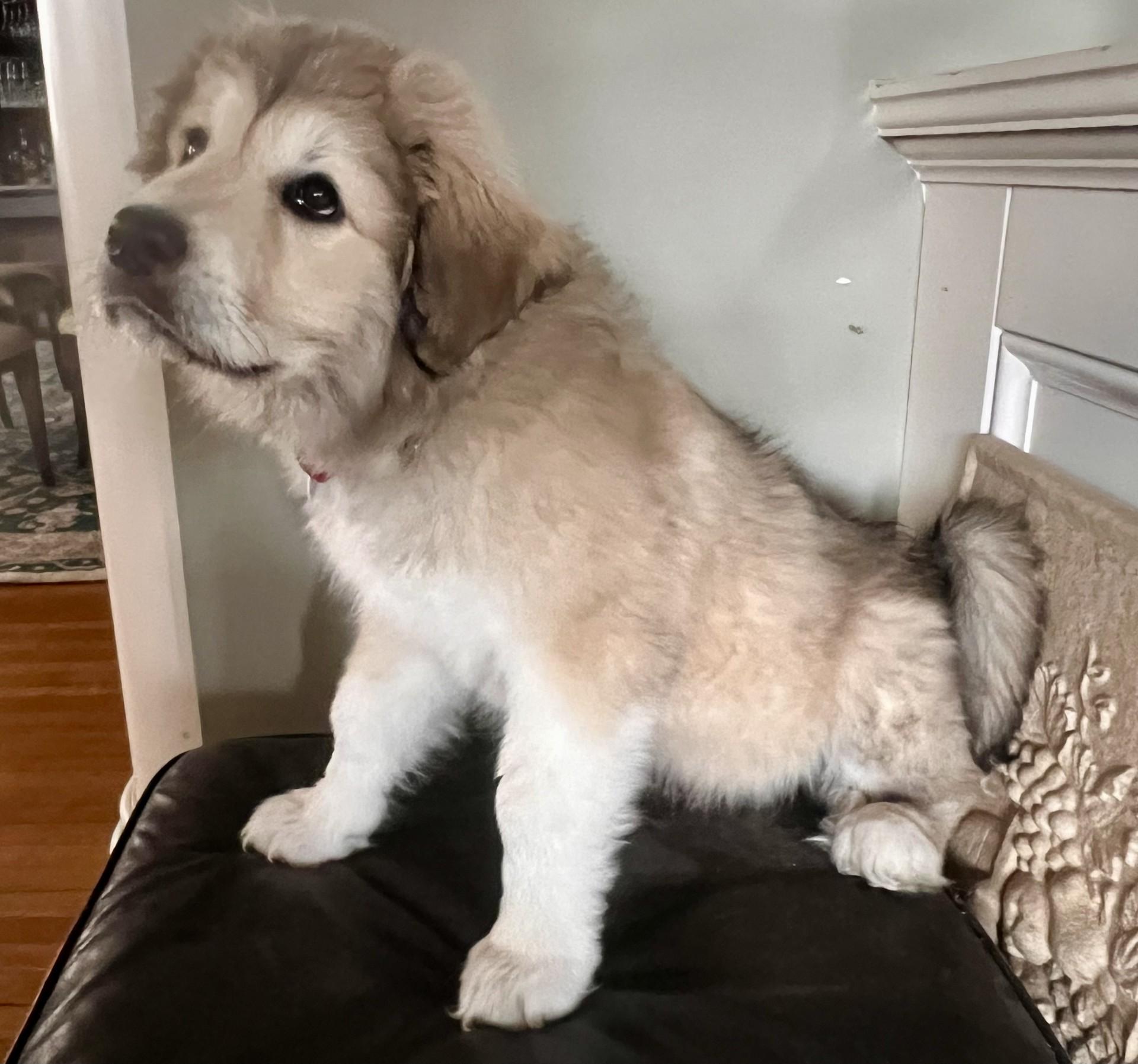 Enlarge Siena, a ADOPTABLE Great Pyrenees in Pittsburgh, PA image 4/5