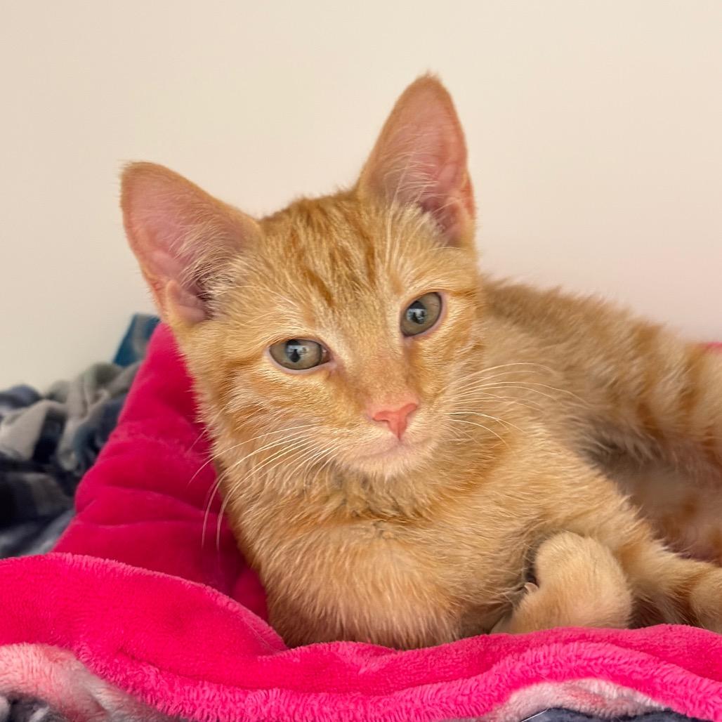 Marshall 2 — thumbnail 2