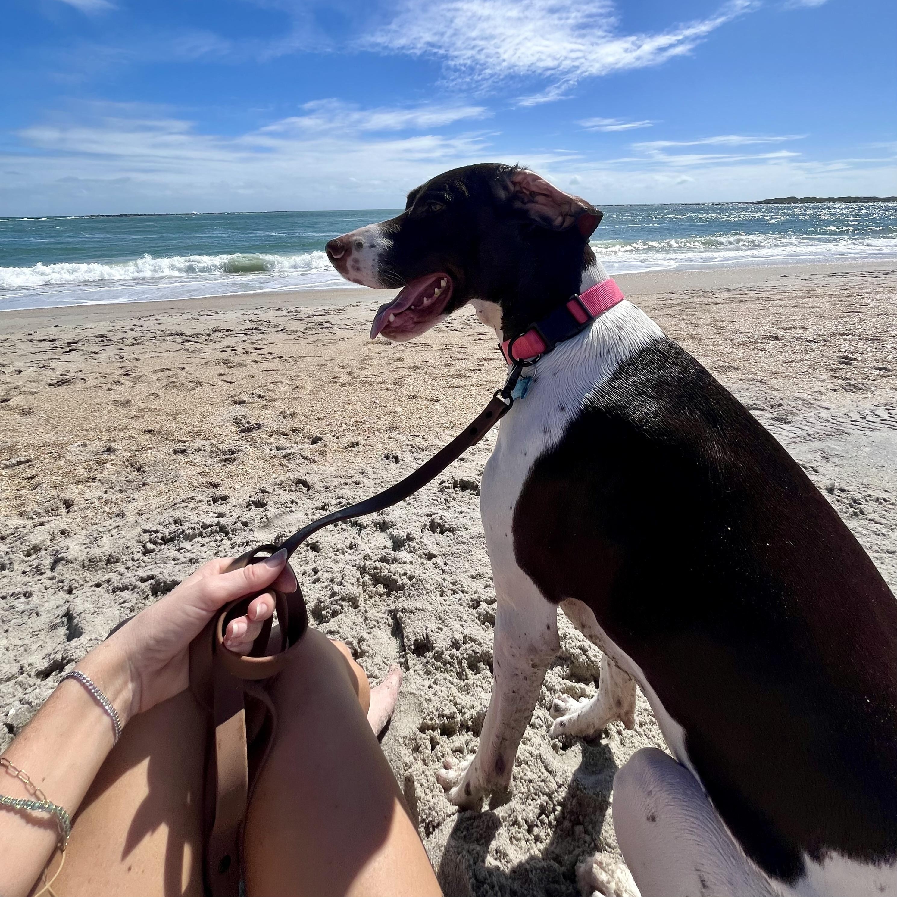 Enlarge MJ, a Adoptable German Shorthaired Pointer in Charlotte, NC image 3/6