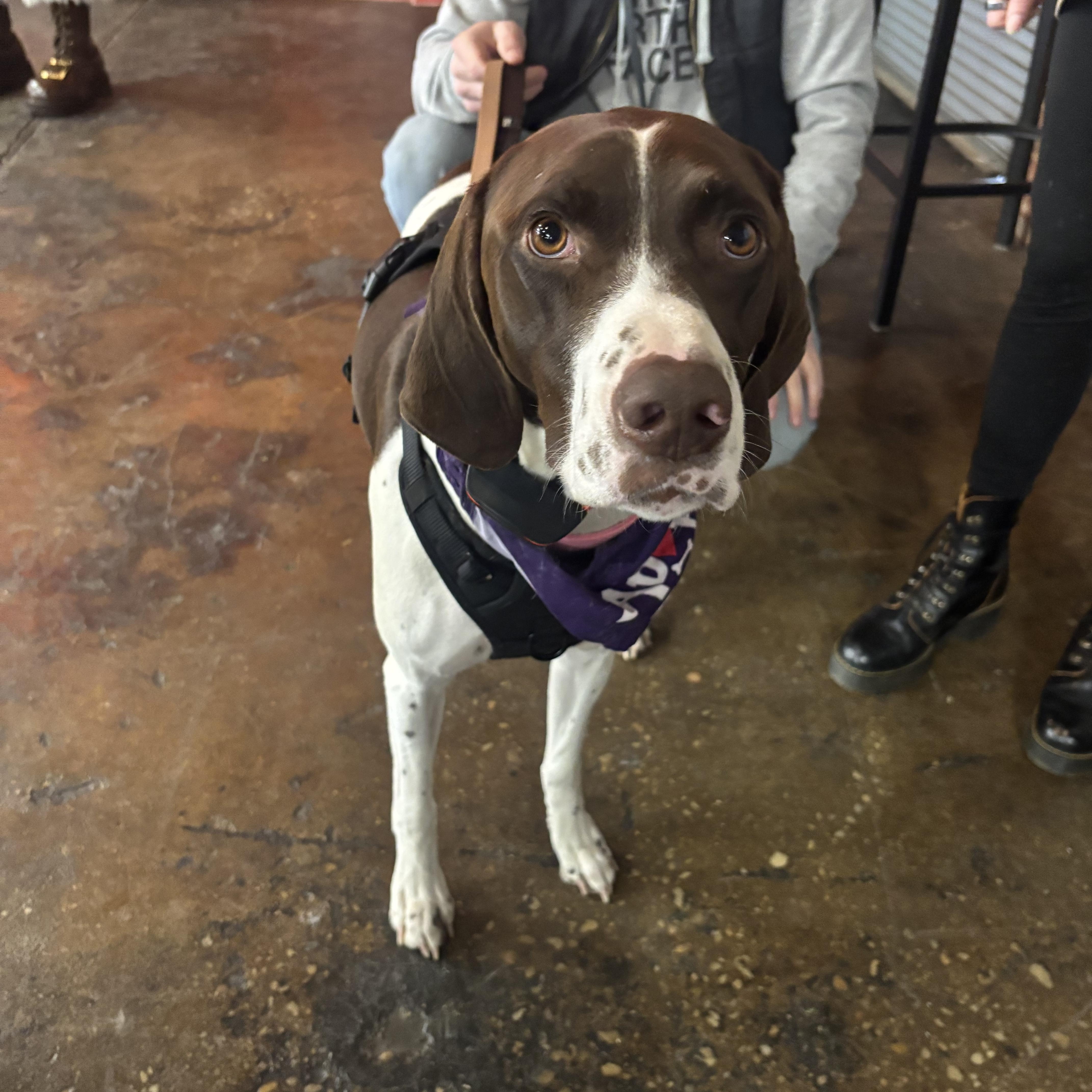 Enlarge MJ, a Adoptable German Shorthaired Pointer in Charlotte, NC image 1/6