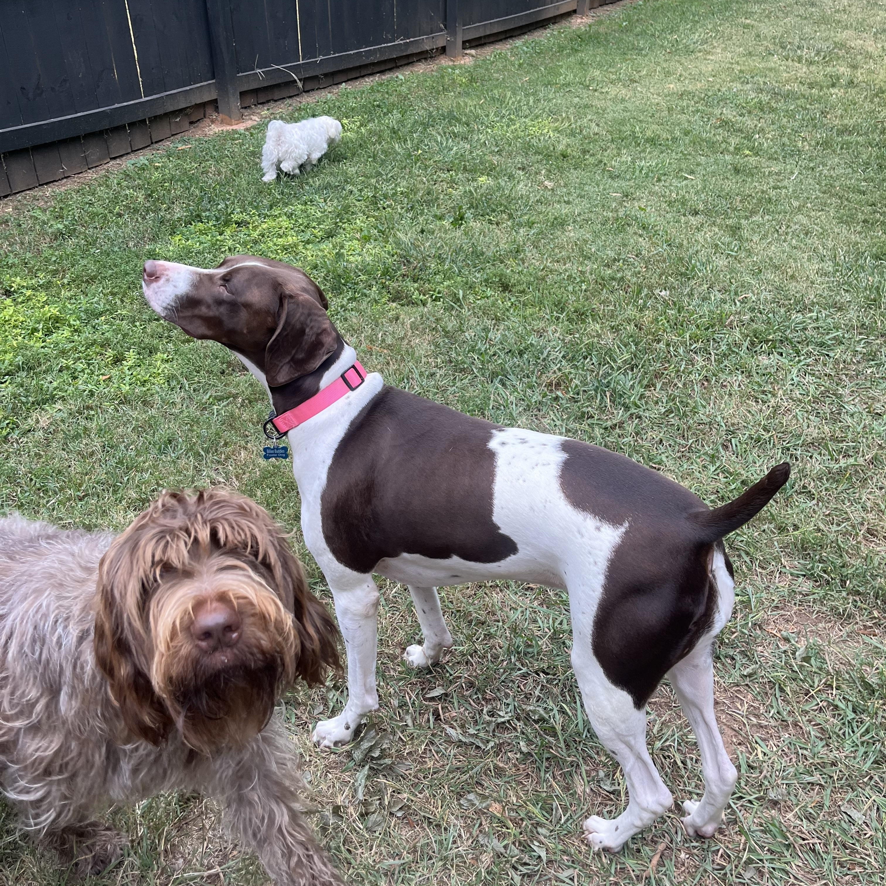 Enlarge MJ, a Adoptable German Shorthaired Pointer in Charlotte, NC image 6/6