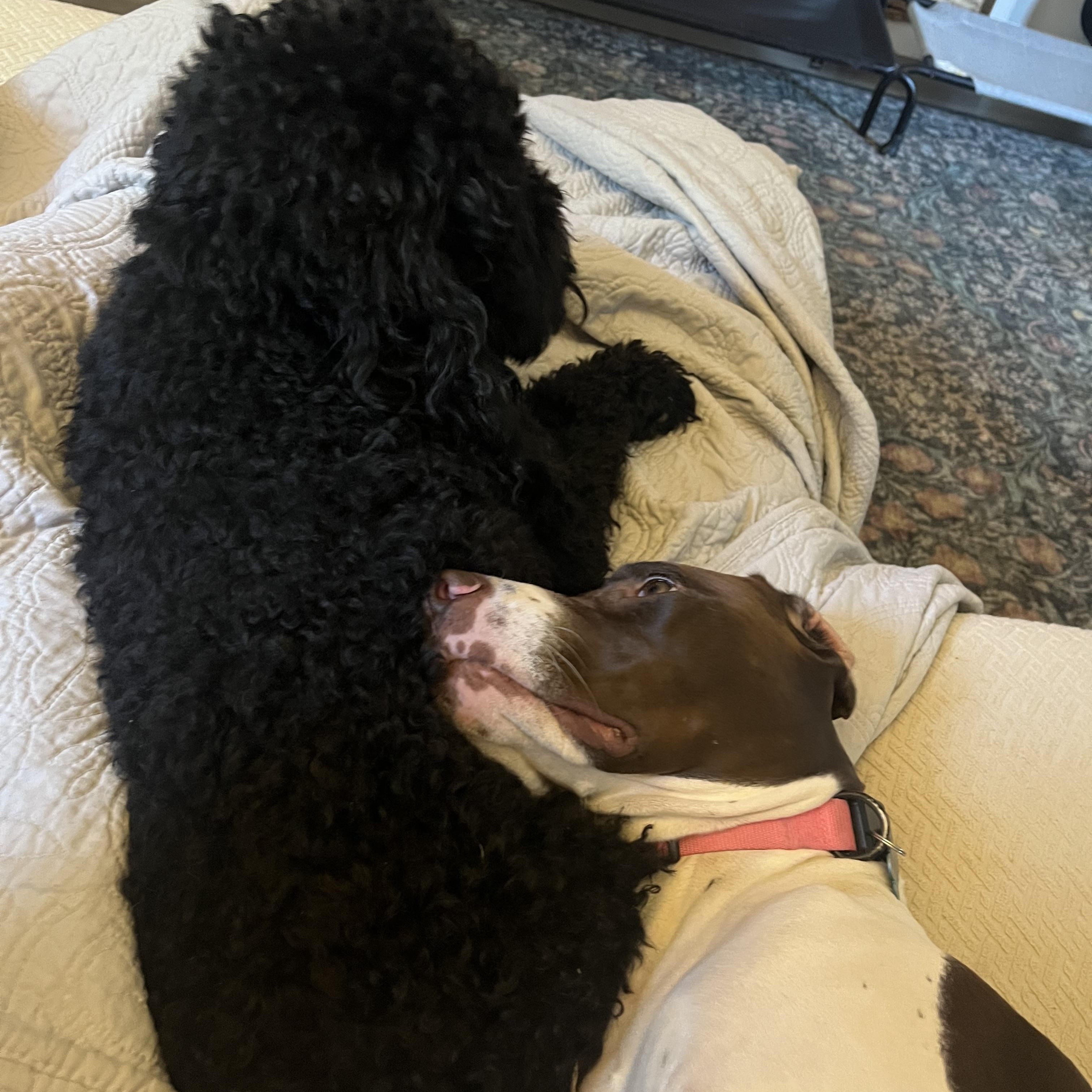 Enlarge MJ, a Adoptable German Shorthaired Pointer in Charlotte, NC image 4/6