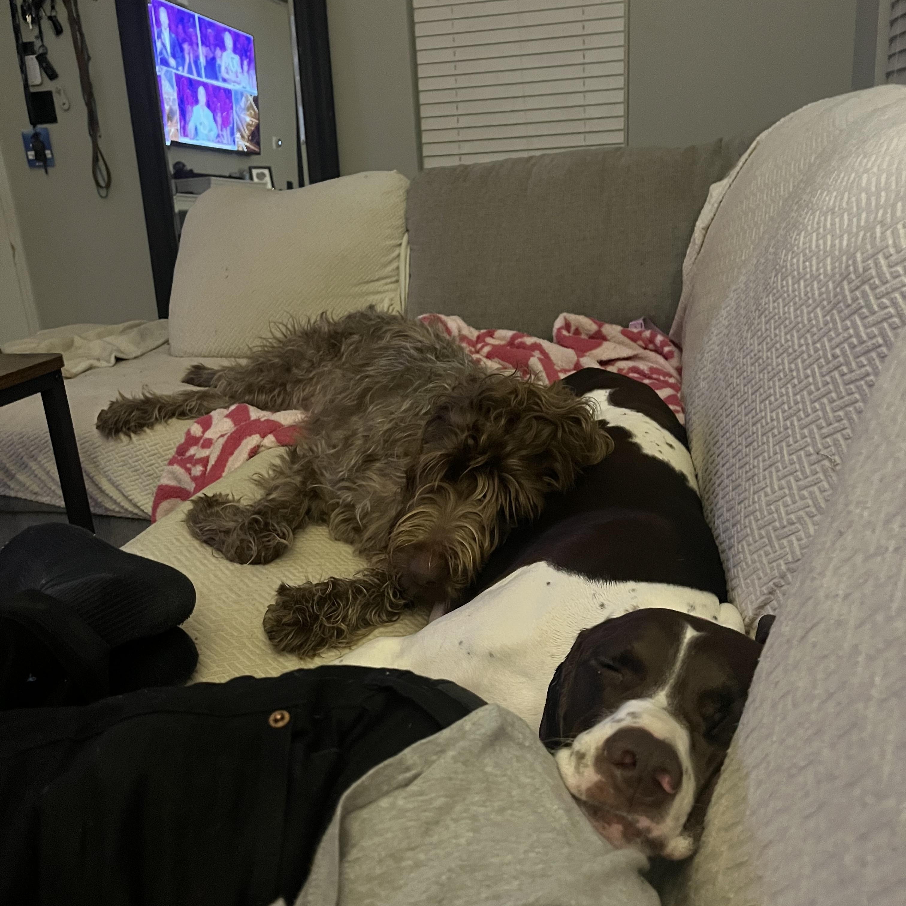 Enlarge MJ, a Adoptable German Shorthaired Pointer in Charlotte, NC image 5/6