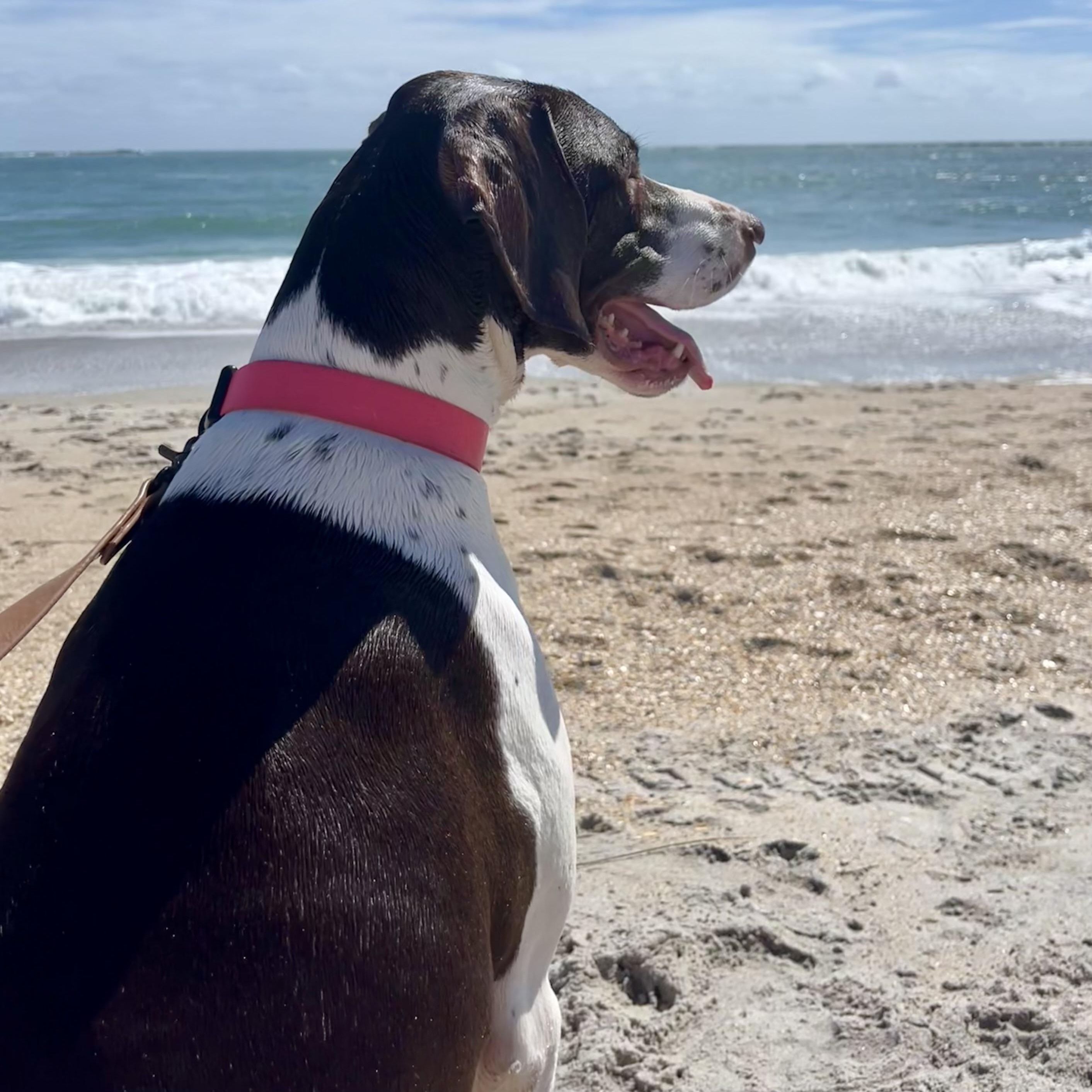 Enlarge MJ, a Adoptable German Shorthaired Pointer in Charlotte, NC image 2/6