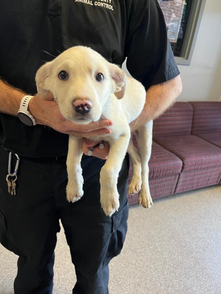 Pocus, Adoptable, Puppy Female Mixed Breed.