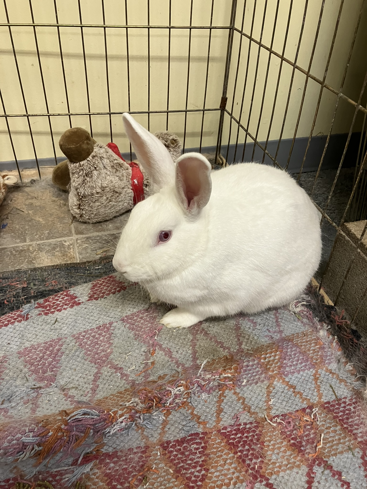 Mike, Adoptable, Adult Male New Zealand.