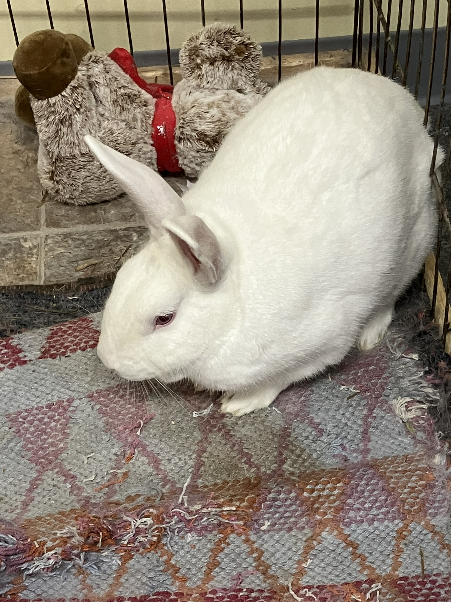 Mike, a Adoptable New Zealand in Fremont, OH image 2/2