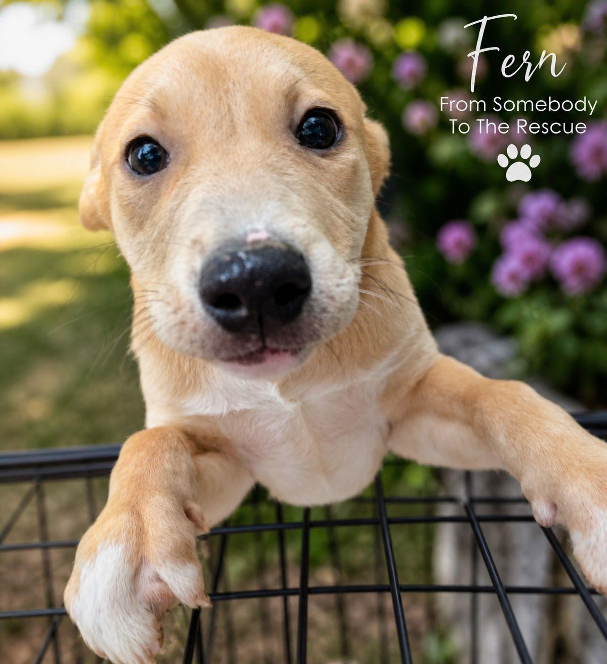 Enlarge Fern, a ADOPTABLE Mixed Breed in Corinth, MS image 1/1