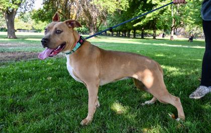 Roxy, Adoptable, Adult Female Pit Bull Terrier & Mixed Breed.