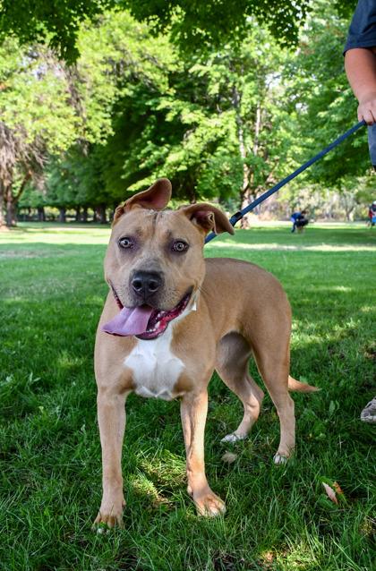 Enlarge Roxy, a Adoptable mixed breed in Yakima, WA image 2/3