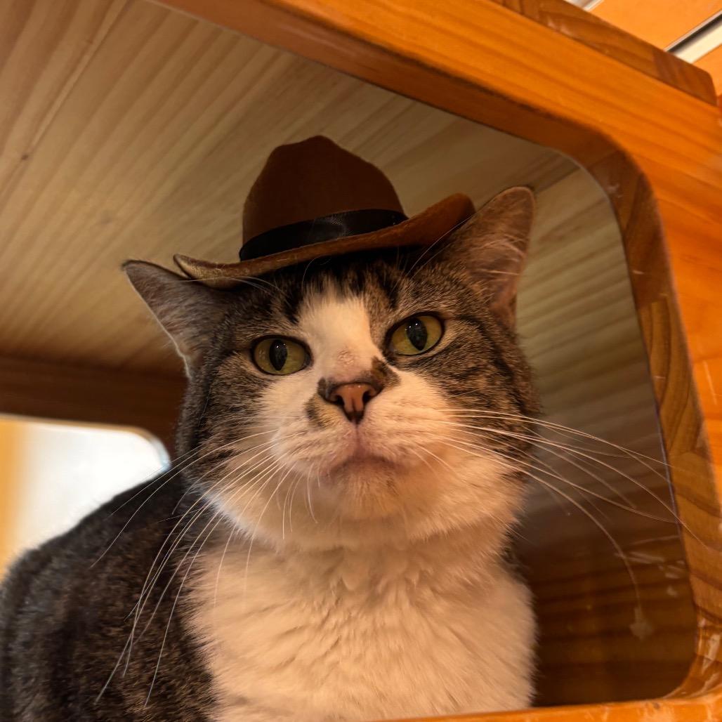 Enlarge Kitty, a Adoptable Domestic Short Hair in Washington Township, OH image 1/4