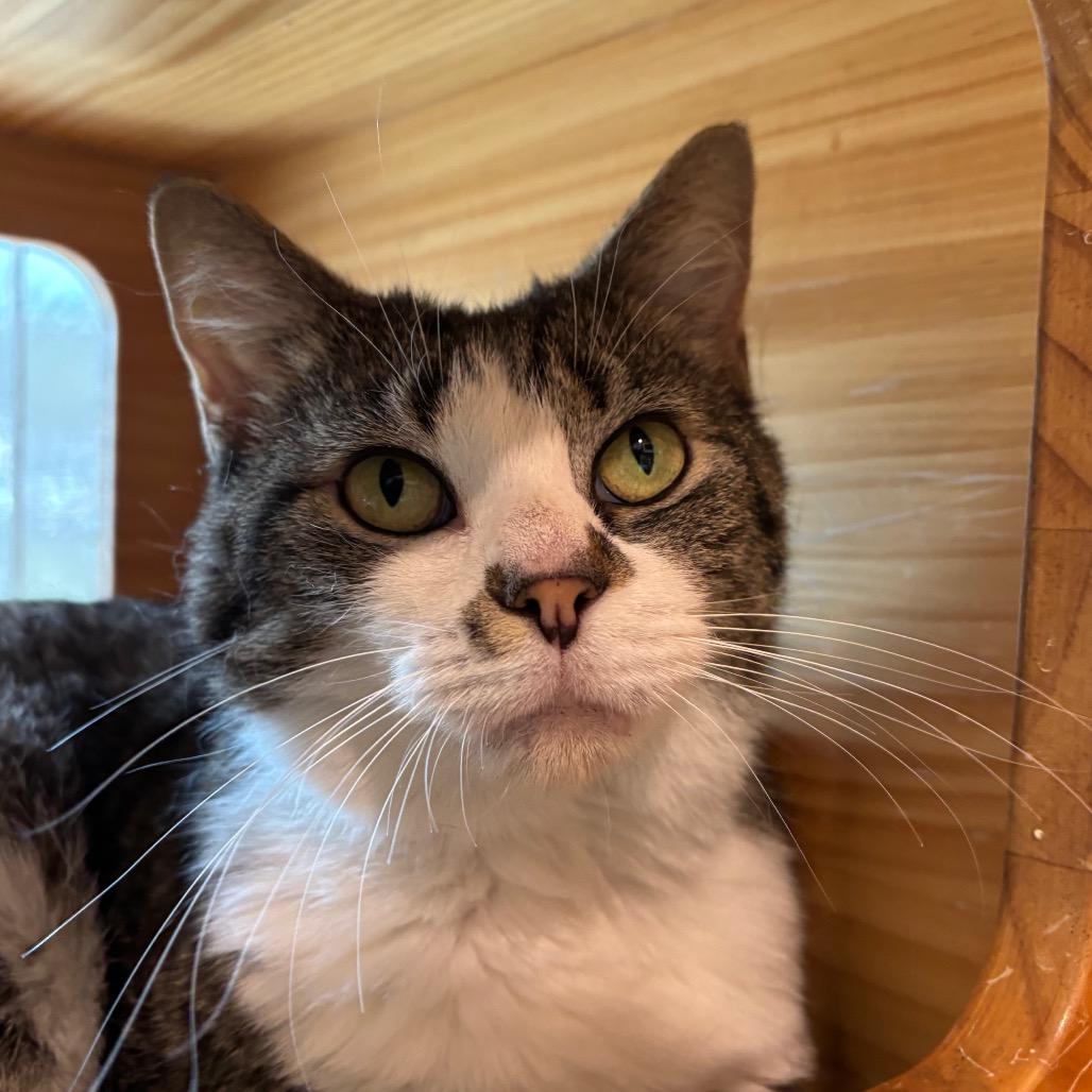 Enlarge Kitty, a Adoptable Domestic Short Hair in Washington Township, OH image 2/4