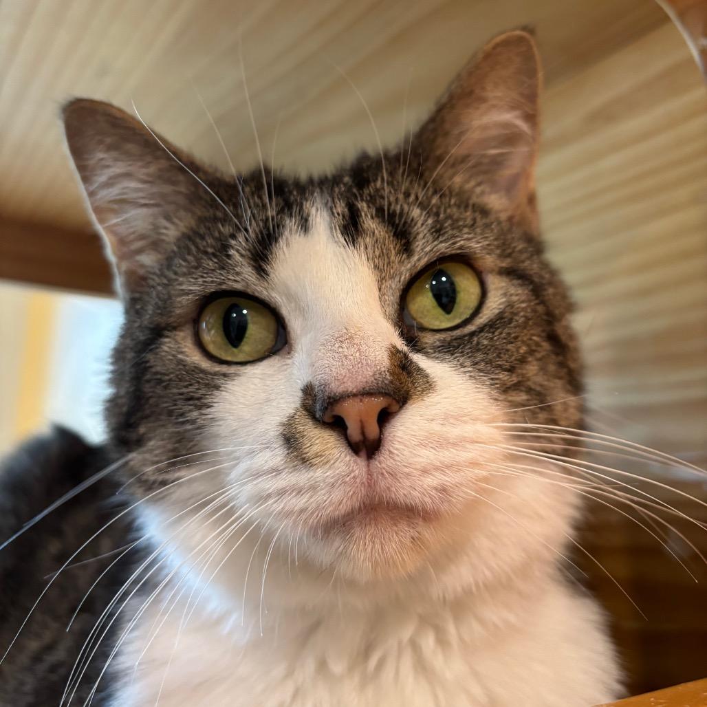 Enlarge Kitty, a Adoptable Domestic Short Hair in Washington Township, OH image 3/4