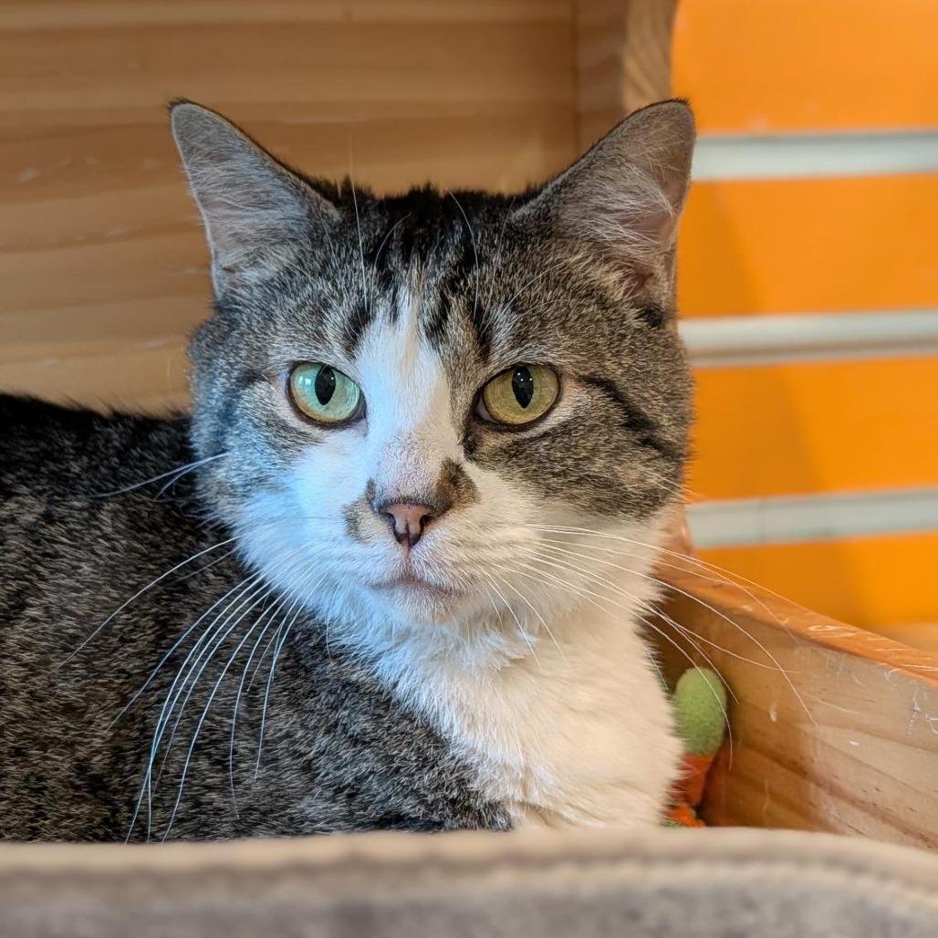 Enlarge Kitty, a Adoptable Domestic Short Hair in Washington Township, OH image 4/4