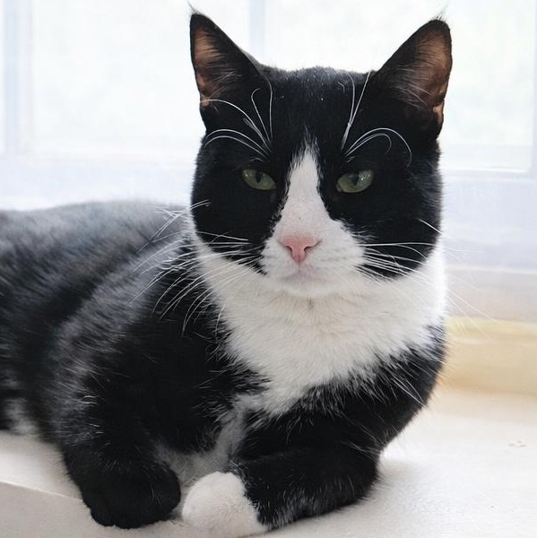 Enlarge Zorro , an adopted Domestic Short Hair in HANSON, MA image 1/1
