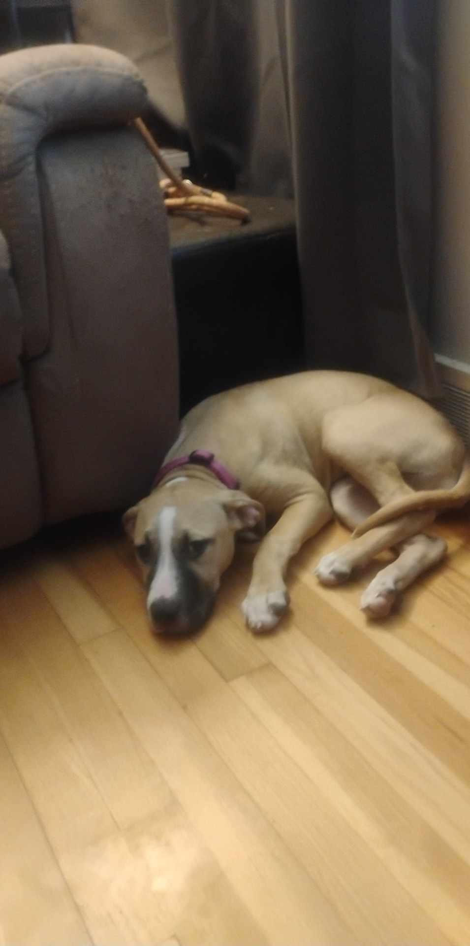 Athena, a Adoptable mixed breed in Claridge, PA image 3/4