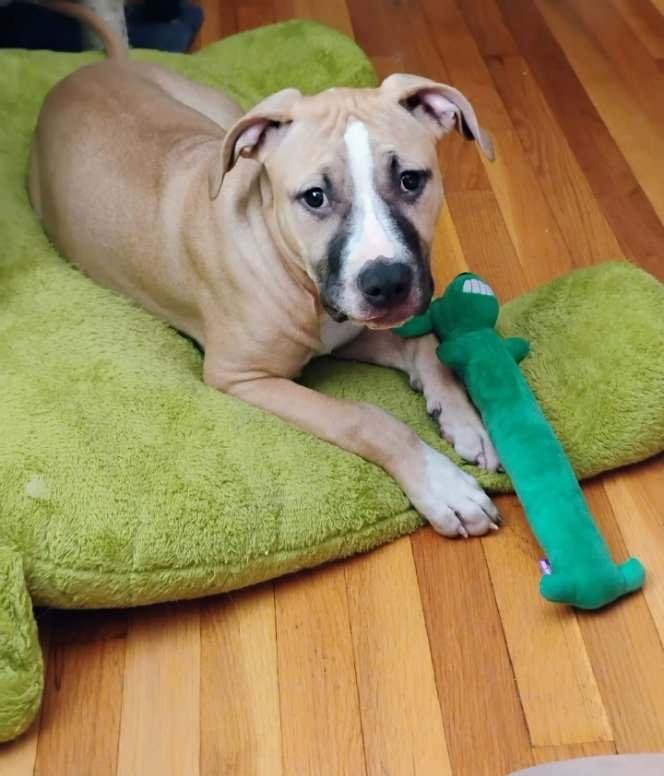 Athena, a Adoptable mixed breed in Claridge, PA image 2/4