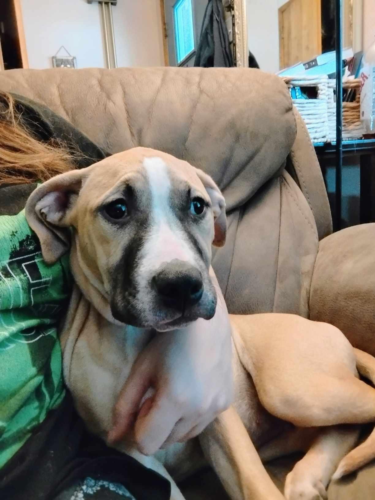 Athena, a Adoptable mixed breed in Claridge, PA image 1/4