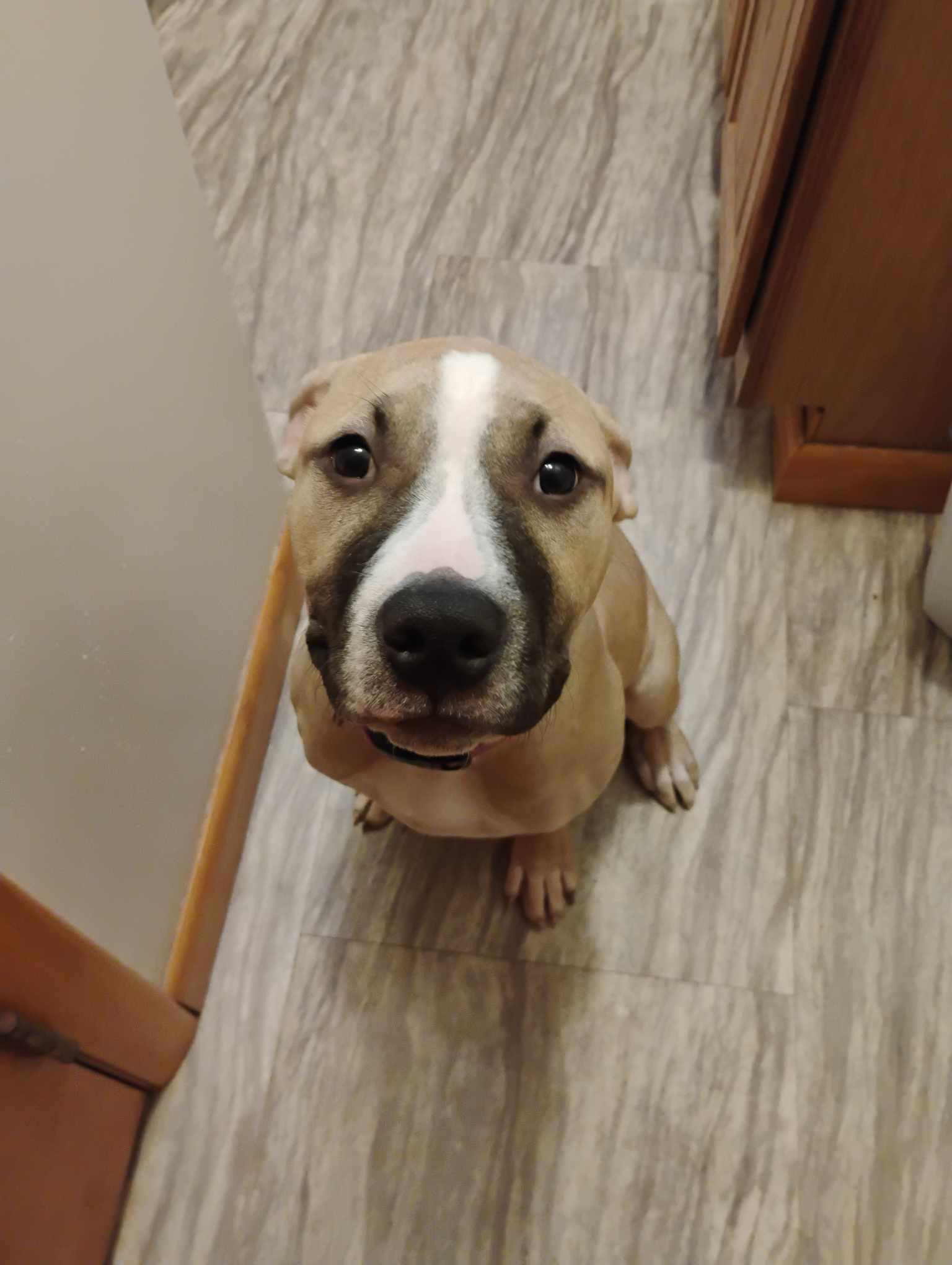 Athena, a Adoptable mixed breed in Claridge, PA image 4/4