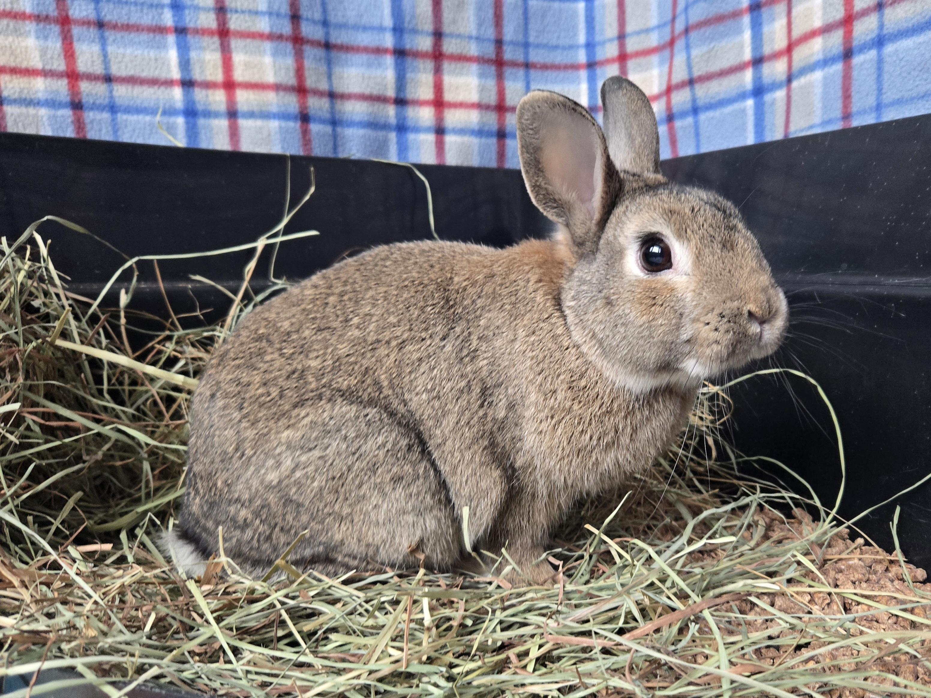 Bemo, ADOPTABLE, Adult Male Dwarf.