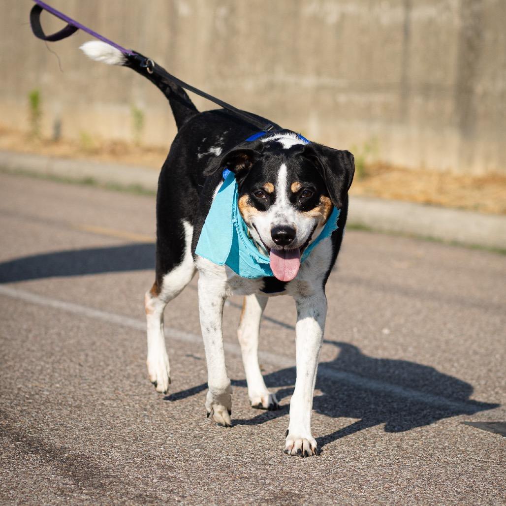 Ladonna, Adoptable, Senior Female Coonhound & Mixed Breed.